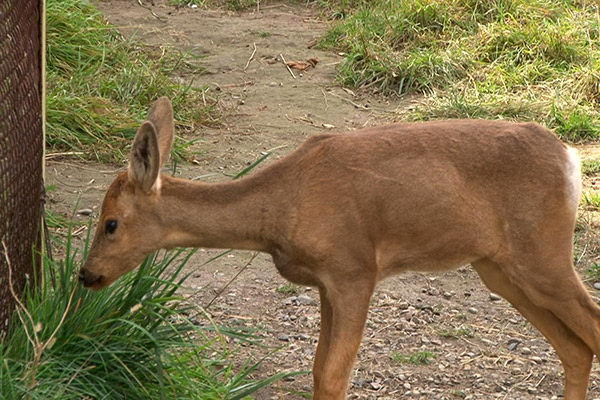 Джонни из Катона